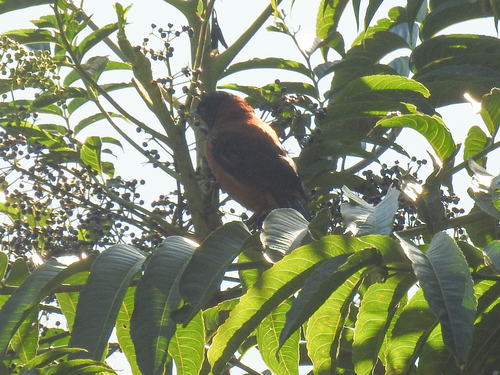 Pitohui dichrous observed 2026-08-08