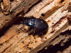 Sphaeroderus stenostomus