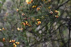 (c) Graham Cleaver, some rights reserved (CC BY) Dillwynia retorta, photograph (c) Graham Cleaver, some rights reserved (CC BY)