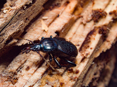 Sphaeroderus stenostomus