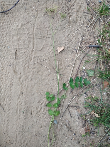 Наблюдение на iNaturalist