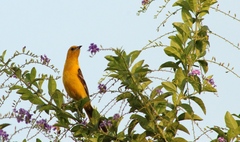 Icterus cucullatus igneus