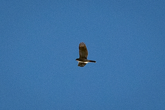 Accipiter tachiro tachiro