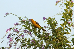 Icterus cucullatus igneus