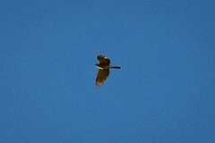 Accipiter tachiro tachiro