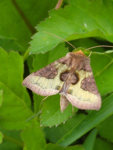 Tutt’s Burnished Brass