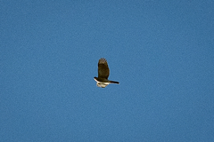 Accipiter tachiro tachiro