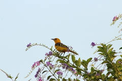 Icterus cucullatus igneus