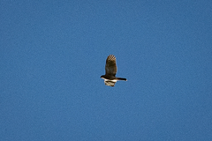 Accipiter tachiro tachiro