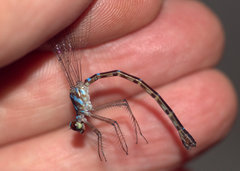 Podolestes coomansi