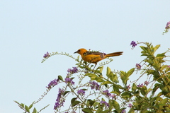 Icterus cucullatus igneus