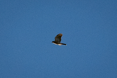 Accipiter tachiro tachiro