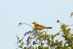 Icterus cucullatus igneus