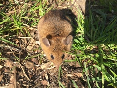 Apodemus flavicollis