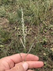 Eragrostis plana