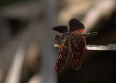 Rhyothemis aterrima