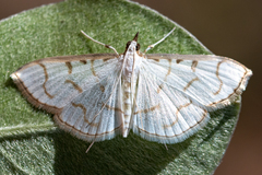Lamprophaia