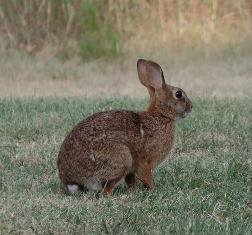 Eastern Cottontail