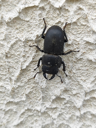 Lesser Stag Beetle