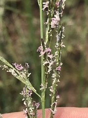 Eragrostis plana