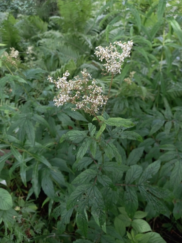 Meadowsweet
