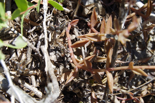 Image of Lenophyllum texanum by (c) Eric Knight, some rights reserved (CC BY)