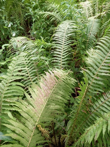 ostrich fern