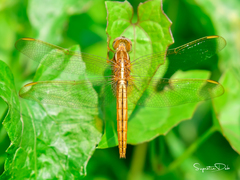 Crocothemis servilia