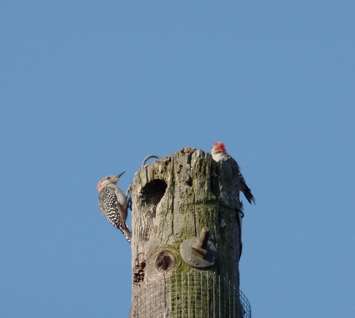 Red-bellied Woodpecker