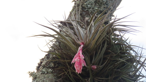 Curly-leaf Airplant (Tillandsia recurvifolia)