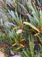Acacia mucronata, photograph (c) krumpianking, some rights reserved (CC BY)