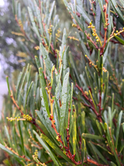 Acacia mucronata, photograph (c) krumpianking, some rights reserved (CC BY)