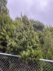 Acacia mucronata, photograph (c) krumpianking, some rights reserved (CC BY)
