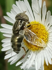 Eristalinus
