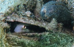 Petroscirtes breviceps