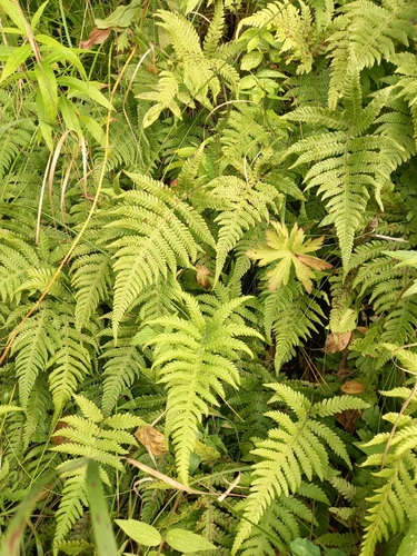 long beech fern