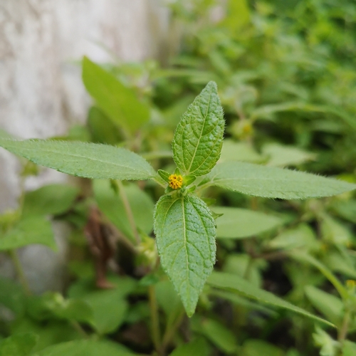 Eleutheranthera ruderalis observed 2026-08-08
