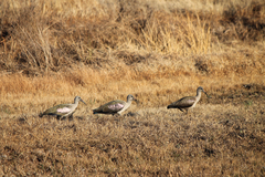 Bostrychia hagedash hagedash