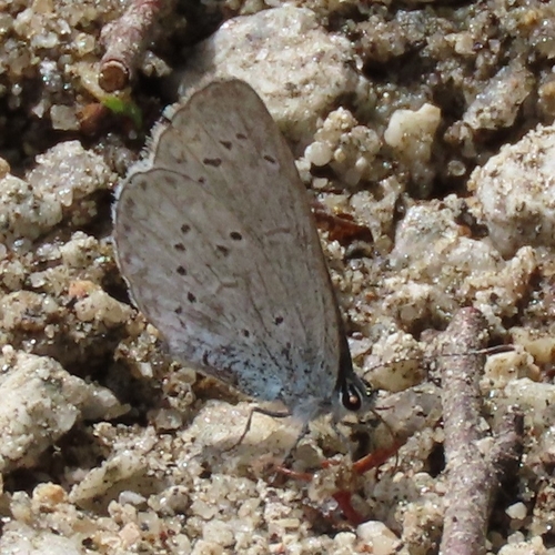 iNaturalist observation photo of Holarctic Azures