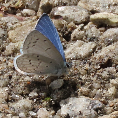 iNaturalist observation photo of Echo Azure