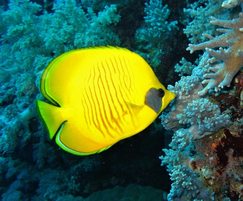 Masked Butterflyfish