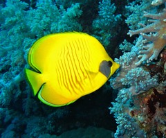 Bluecheek Butterflyfish photo 4