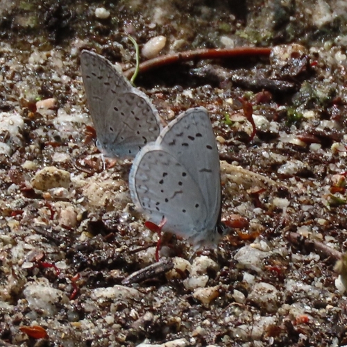 iNaturalist observation photo of Echo Azure