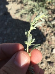 Atriplex elegans