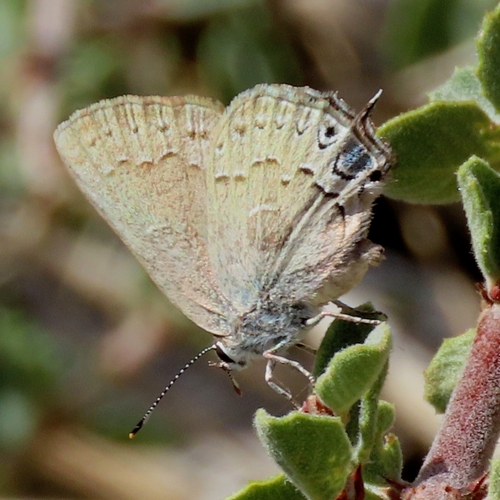 iNaturalist observation photo of Hedgerow Hairstreak