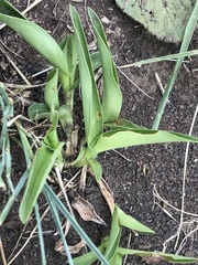 Commelina africana krebsiana