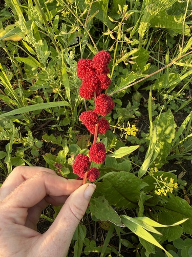 Beetberry
