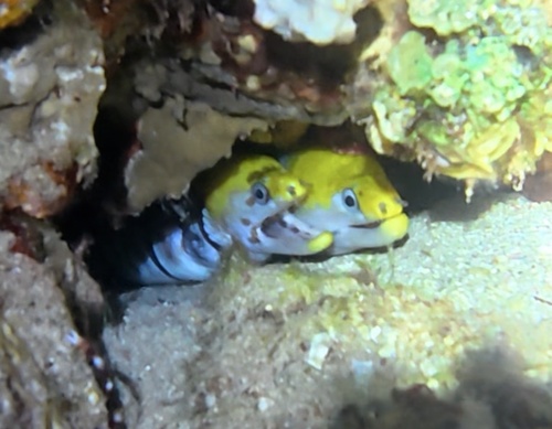 Gymnothorax rueppelliae observed 2026-08-08