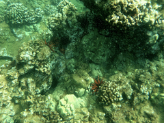 Porites lobata