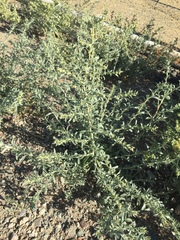 Atriplex elegans